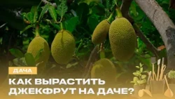 Спасаем урожай без химии! Чем полезны мандариновые корки? | Ирисы и экзотический джекфрут | Дача