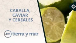 Land and sea | Mackerel fishing, citrus caviar and cereals in Andalusia