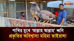 Myna birds chanting ‘Allah Allah’ and talking like humans, an incredible wonder of nature goes vi...