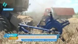 Biləsuvarda taxıl sahələrində məhsul bu il boldur