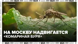 A "mosquito storm" is coming: why are midge and horsefly bites dangerous, and how can you protect...