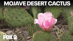 Rare cactus blooms in West Bloomfield
