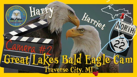 Bald Eagle Nest in Traverse City, Michigan