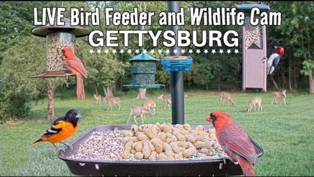 Live Bird Feeder and Wildlife Cam in Gettysburg, PA